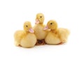 Three yellow ducklings. Royalty Free Stock Photo