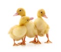 Three yellow ducklings