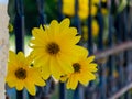 Three yellow flower and a fence Royalty Free Stock Photo