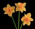 Three yellow flowering daffodils Royalty Free Stock Photo