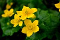 Three yellow flowers against a background of green leaves Royalty Free Stock Photo