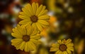 Three yellow flowers against a brokeh  background Royalty Free Stock Photo