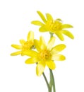 Three yellow flowers (Caltha palustris).