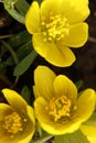 Three yellow flowers in a garden Royalty Free Stock Photo