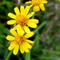 Three yellow flowers pucker up as Autumn comes Royalty Free Stock Photo