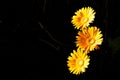 Three yellow Gerber Dasies flowers, in full bloom Royalty Free Stock Photo