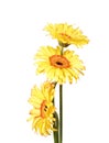 Three yellow gerbera daisy flower Royalty Free Stock Photo