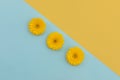 Three yellow gerberas on blue and yellow diagonally divided background Royalty Free Stock Photo