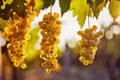 Three yellow grapes on a vineyard with sunlight Royalty Free Stock Photo