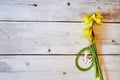 Three yellow jonquils with traditional Easter decoration Royalty Free Stock Photo