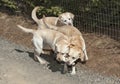 Three Happy Yellow Labs Playing with a Retrieving Toy