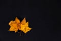 Three Yellow leafs, black background. Yellow leaf on black background, perfect view of stem, veins, texture and silhoutte with Royalty Free Stock Photo