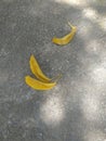 Three yellow leaves on a concrete floor, Sao Paulo, Brazil. Folhas amarelas. Royalty Free Stock Photo