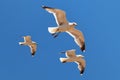The three yellow-legged seagulls flying in the blue sky on a sunny day in Morocco Royalty Free Stock Photo