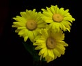 Three Yellow Leucanthemum flowers with pollen close-up. Black background.