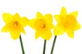 Three yellow narcissus Royalty Free Stock Photo