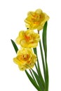 Three yellow narcissus delnashaugh with petals on white background. Full depth of field. Royalty Free Stock Photo