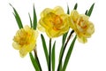 Three yellow narcissus delnashaugh with petals on white background. Full depth of field. Royalty Free Stock Photo