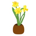 Three yellow narcissus flower in a pot. Flat illustration isolated on white background. Vector illustration Royalty Free Stock Photo