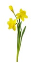 Three yellow narcissus flowers and green leaves isolated Royalty Free Stock Photo