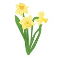 Three yellow narcissus flowers with green leaves. Isolated on white. Vector illustration Royalty Free Stock Photo