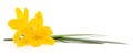 Three yellow narcissus. Royalty Free Stock Photo