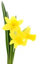 Three yellow narcissus. Royalty Free Stock Photo