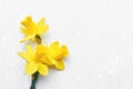 Three yellow narcissus flowers on a white background. Flat lay, copy space Royalty Free Stock Photo