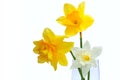 Three Yellow Narcissus isolated Royalty Free Stock Photo