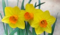 Three yellow orange Daffodils