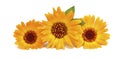 Three yellow-orange flower calendula Royalty Free Stock Photo