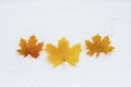 Three yellow-orange leaves of Canadian maple lie on white, freshly fallen first snow