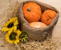 Three yellow-orange pumpkins inside a canvas bag and sunflowers on hay background, Halloween and autumn harvest concept, farm Royalty Free Stock Photo