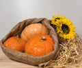 Three yellow-orange pumpkins inside a canvas bag and sunflowers on hay background, Halloween and autumn harvest concept, farm Royalty Free Stock Photo