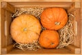 Three yellow-orange pumpkins inside a wooden box on the background of hay, Halloween concept and autumn harvest of pumpkins, farm Royalty Free Stock Photo