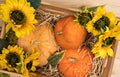 Three yellow-orange pumpkins and sunflowers inside a wooden box on a background of hay, the concept of Halloween and autumn Royalty Free Stock Photo