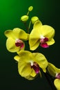 Three yellow orchids