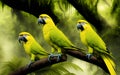 Three yellow parrots on a tree in the rainforest. Generative Al Illustration