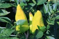 Three yellow bell peppers are growing on the bush in the evening sun. Diseases of the sweet pepper Royalty Free Stock Photo