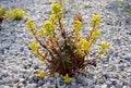 Three yellow perennial flowers in a pebble flowerbed bloom in early April and is usually attached to a rock of gray river pebbles