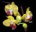 Three Yellow Phalaenopsis Orchid Blossoms
