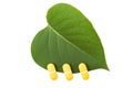 Three yellow pills on green leaf Royalty Free Stock Photo