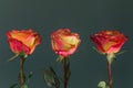 three yellow-pink tea roses on a dark background Royalty Free Stock Photo