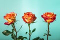 three yellow-pink tea roses on a dark background Royalty Free Stock Photo
