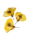 Three yellow primrose