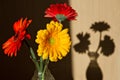 Three yellow and red gerbera flower heads in glass vase and female sunny shadows on wall from the flowers Royalty Free Stock Photo