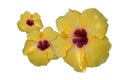 Three yellow and red hibiscus flower on white background, nature, decoration, copy space Royalty Free Stock Photo