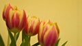 Three yellow-red tulips on a yellow background Royalty Free Stock Photo