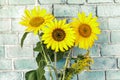 Three yellow ripe flowers of decorative sunflower in a vase on the background of a brick wall, an annual Royalty Free Stock Photo