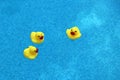 Three yellow rubber ducks float in a blue swimming pool. Royalty Free Stock Photo